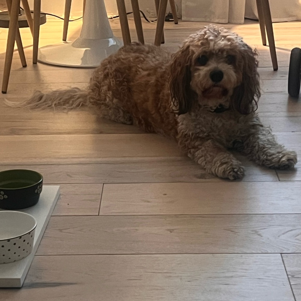 Meet your Posher, Paty